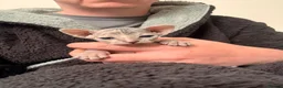 Sphynx cats for sale: Two female Canadian Sphynx kittens - Advert 5