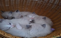 Ragdoll cats for sale: GCCF Gorgeous Pure Pedigree Ragdoll Kittens - Image 1