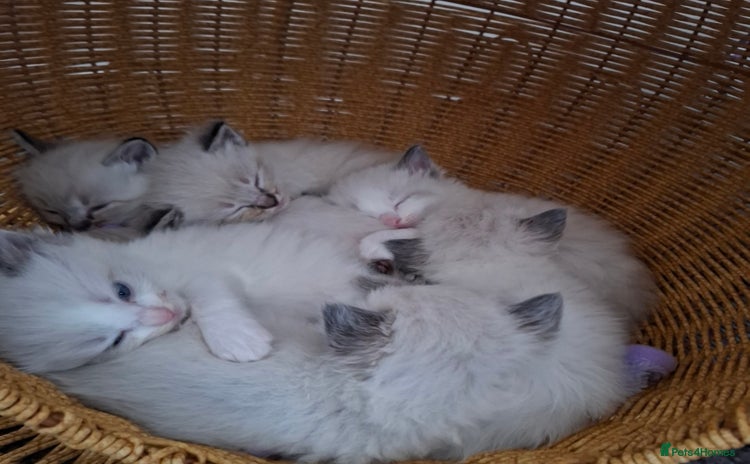 Ragdoll cats - Advert 1