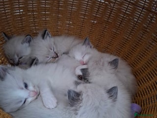 Ragdoll cats - Advert 12