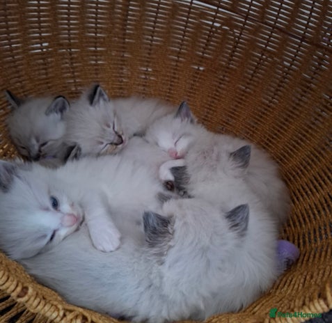 Ragdoll cats - Advert 6