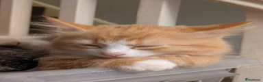 Ginger one