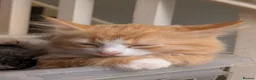 Mixed Breed cats for sale: Beautiful mixed breed Kittens  - Advert 15