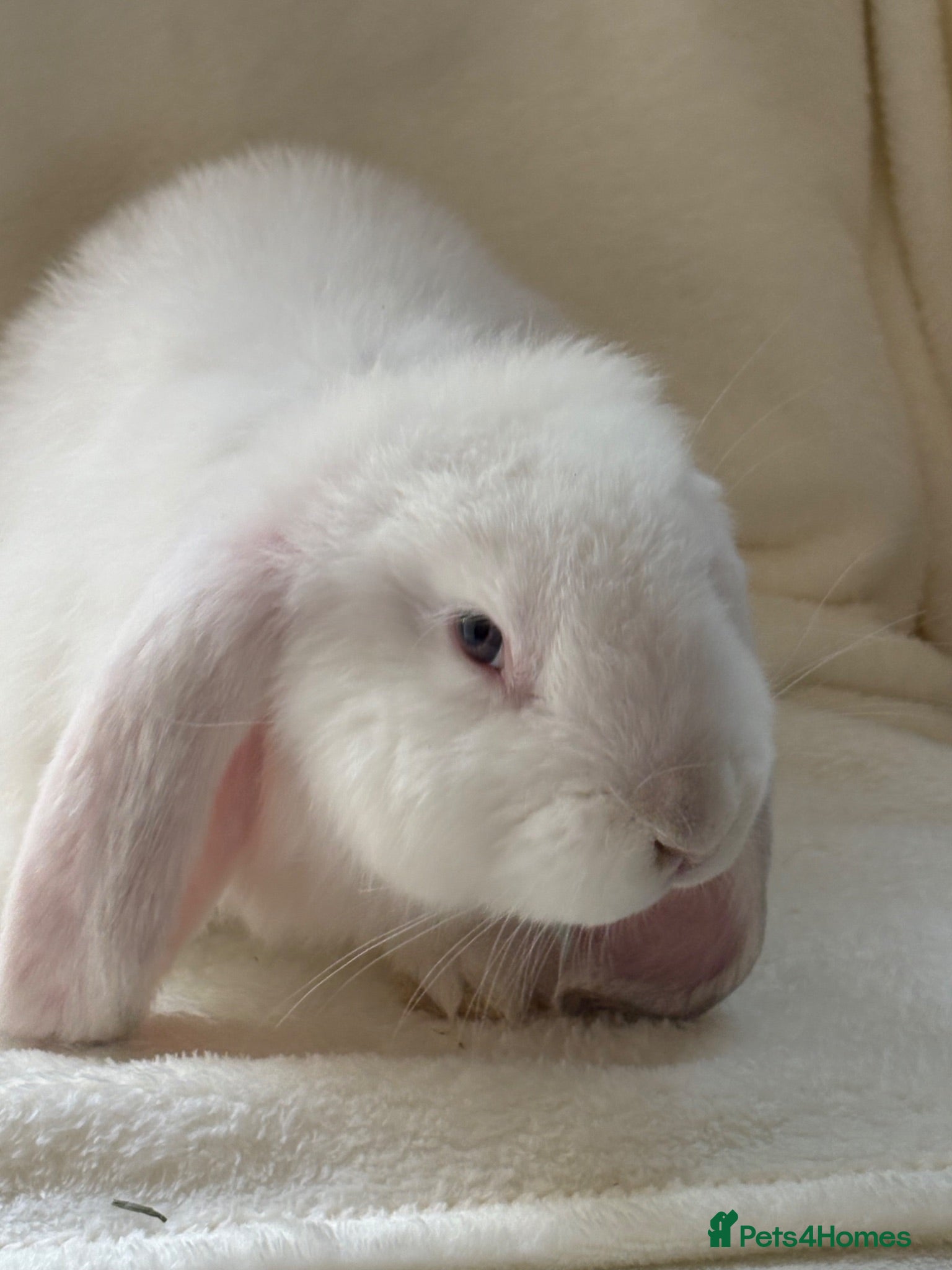 French Lop rabbits Gorgeous French lop babies - Advert 2