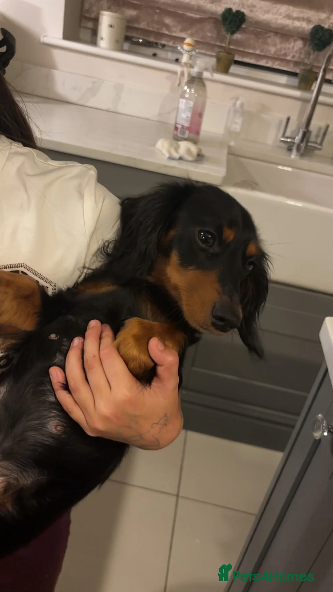 Miniature Dachshund dogs for sale: 1 year old girl looking for new loving home - Advert 2