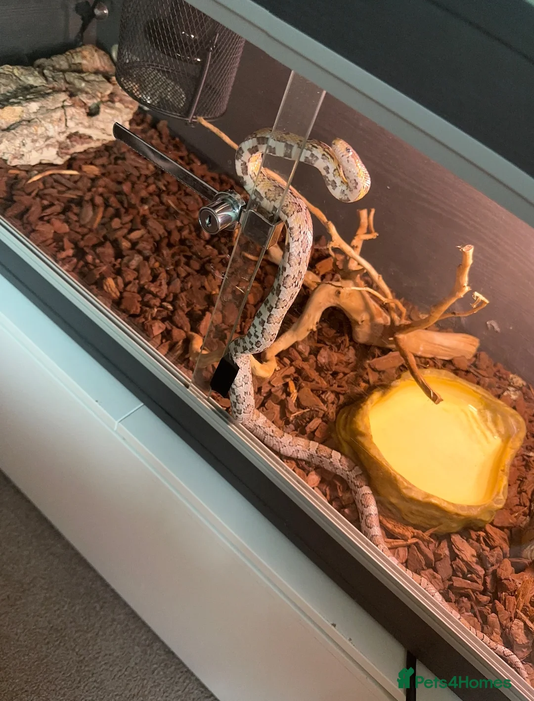 Corn Snake reptiles for sale: 2 year old corn snake for sale  in Leeds - Advert 3