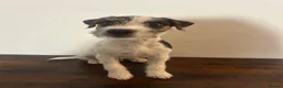 Parson Russell dogs for sale: KC reg male parsons terrier 5 1/2 months - Advert 5
