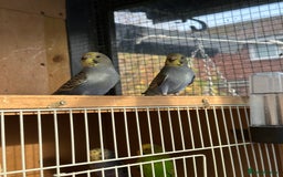Budgerigars birds for sale: Young Female baby budgies - Image 5