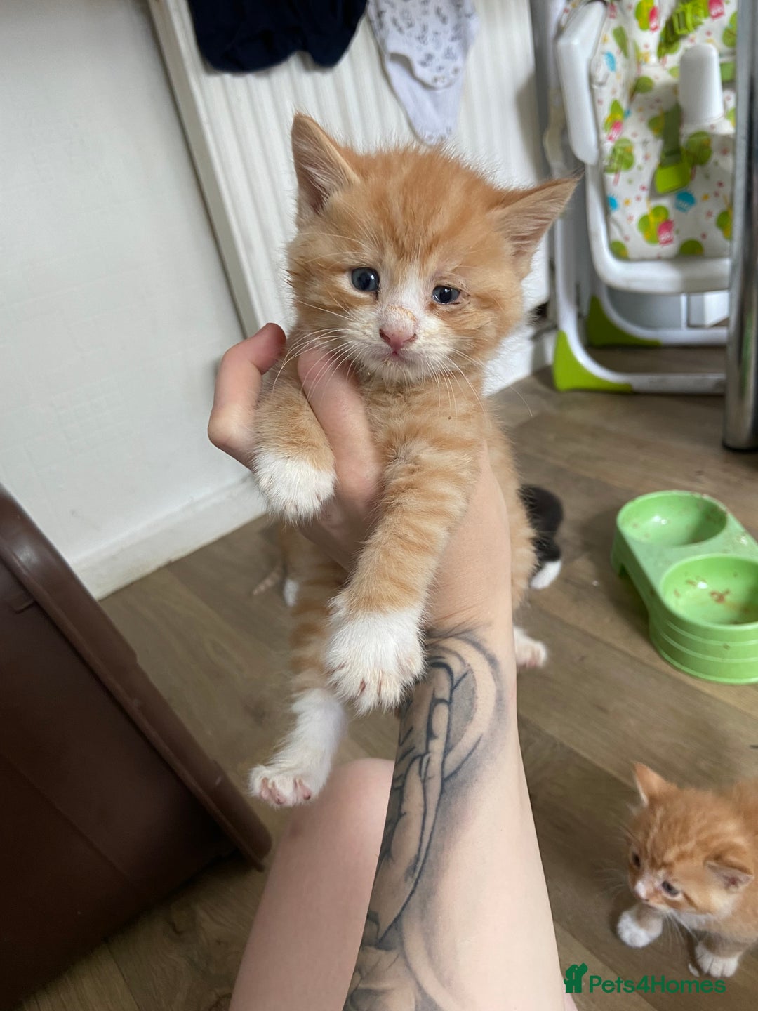 Mixed Breed cats for sale: Male kittens  - Image 1