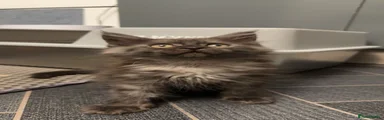 Beta
