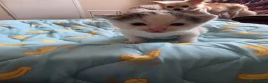 Kitten 2
