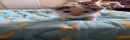 Mixed Breed cats for sale: Bengal cross kittens  - Advert 8