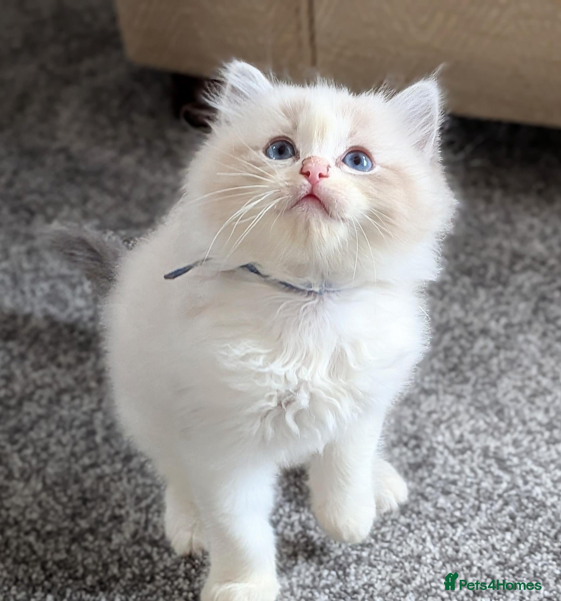 Ragdoll cats for sale: 🏆 GCCF Champion Ragdolls • Active Considered - Advert 1