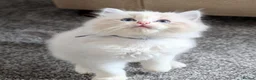Ragdoll cats for sale: 🏆 GCCF Champion Ragdolls • Active Considered - Advert 1