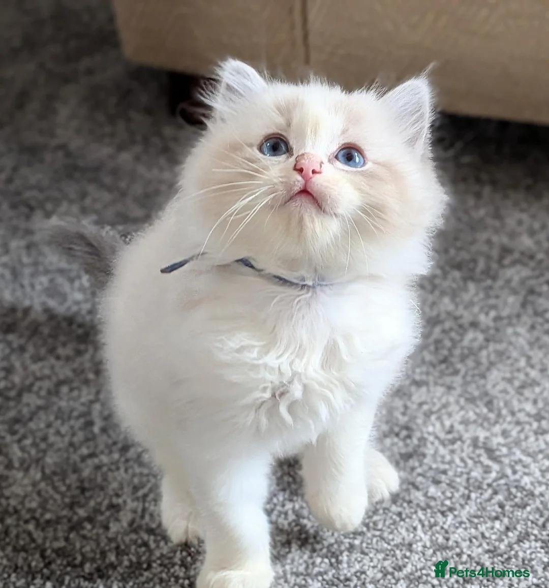 Ragdoll cats for sale: 🏆 GCCF Champion Ragdolls • Active Considered - Advert 1