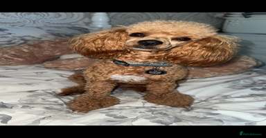 Toy Poodle dogs - Advert 8