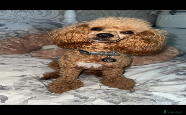Toy Poodle dogs - Advert 14