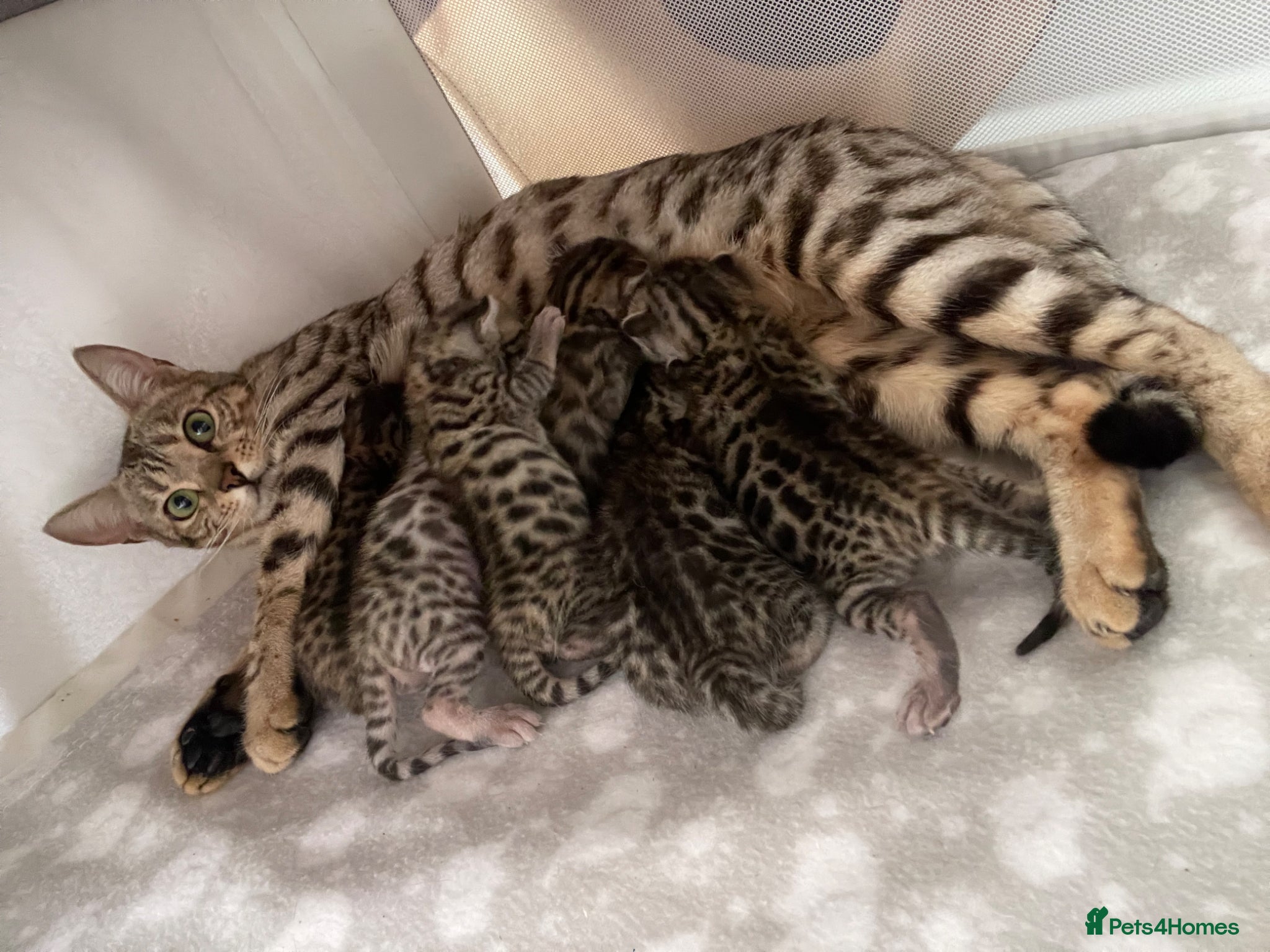 Bengal cats 6 beautiful bengals - Advert 3