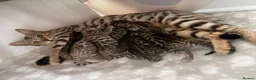 Bengal cats for sale: 6 beautiful bengals - Advert 1