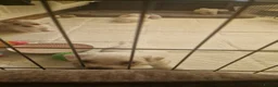 Maltese dogs for sale: Maltese puppy's - Advert 4