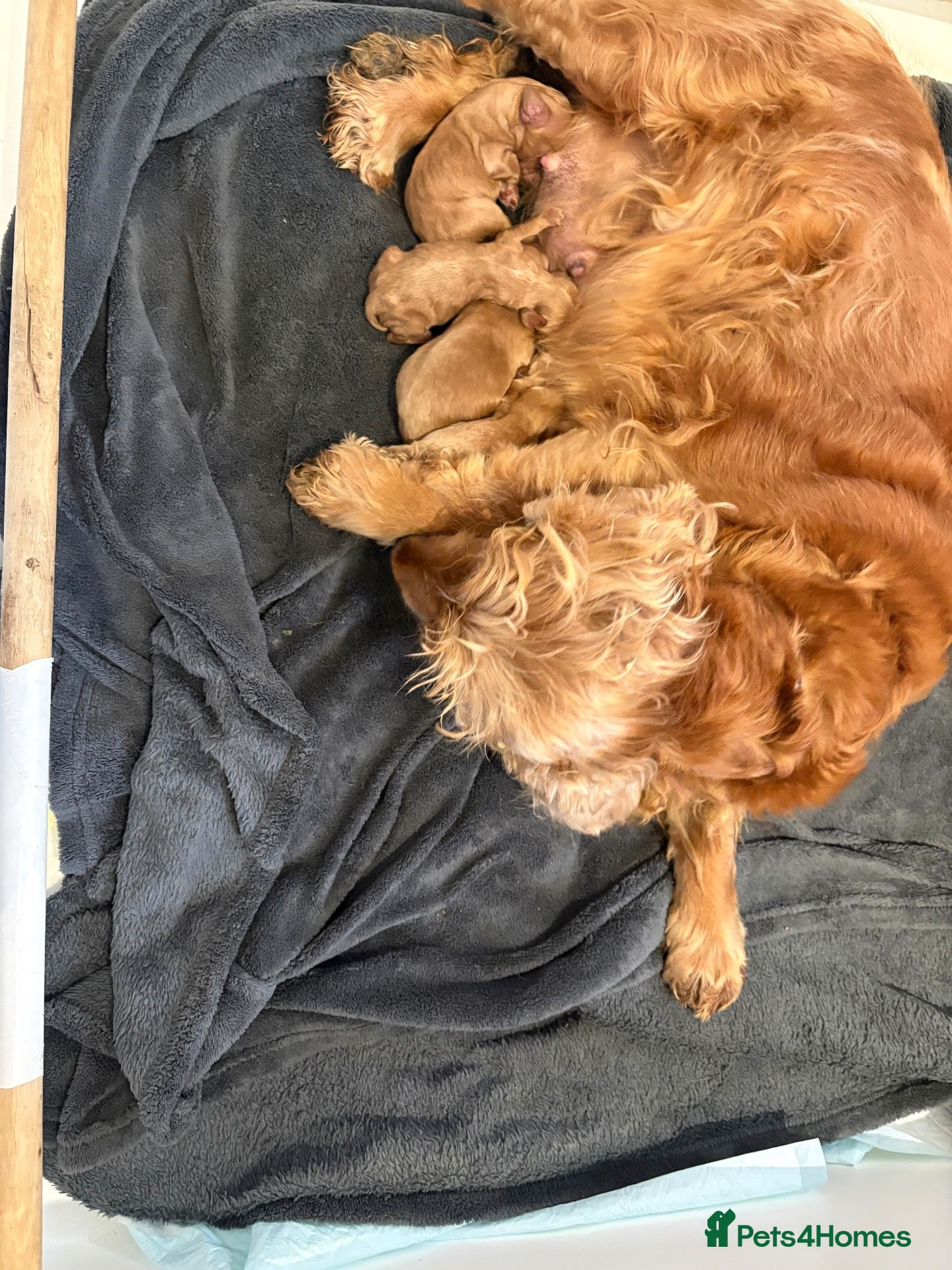 Cockapoo dogs Gorgeous cockapoo pups, F1 Ready December 15th - Advert 3