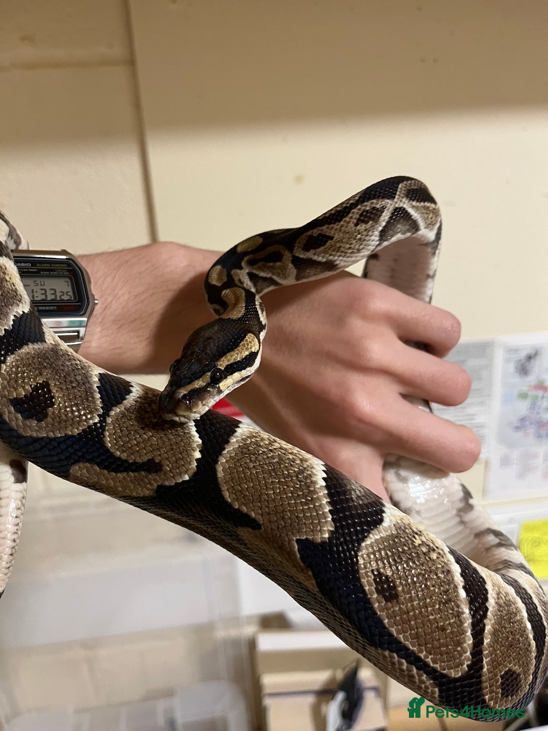 Python Snake reptiles for sale: Female Ball Python Adult - Advert 5