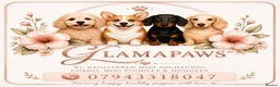 Miniature Dachshund dogs for sale: BEAUTIFUL LONGHAIR PRA CLEAR & KC REG MINIS - Advert 5