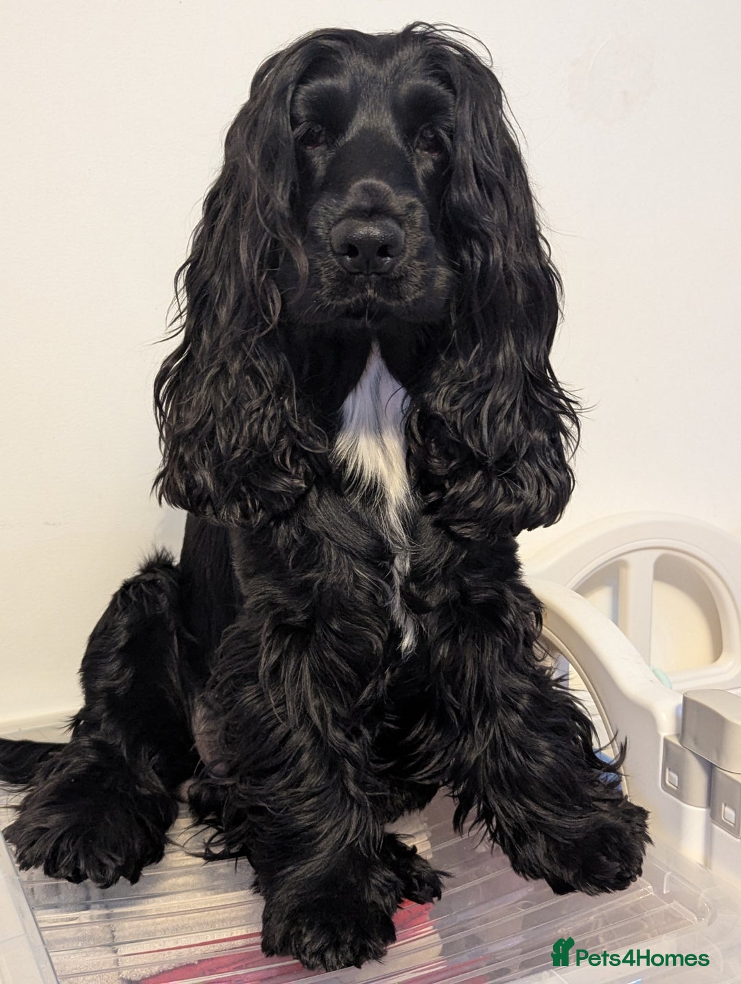 Cocker Spaniel dogs for sale: LAST ONE GIRL NEW🏠Kc reg English Cockerspaniel 🏠 - Advert 8