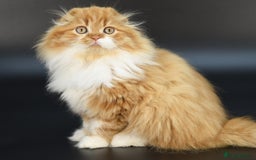 Scottish Fold cats for stud: RoyalOwl Yoshi: Scottish Fold Longhair Stud  in Banbury - Image 2