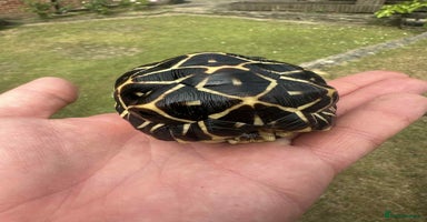 Tortoise reptiles - Advert 11