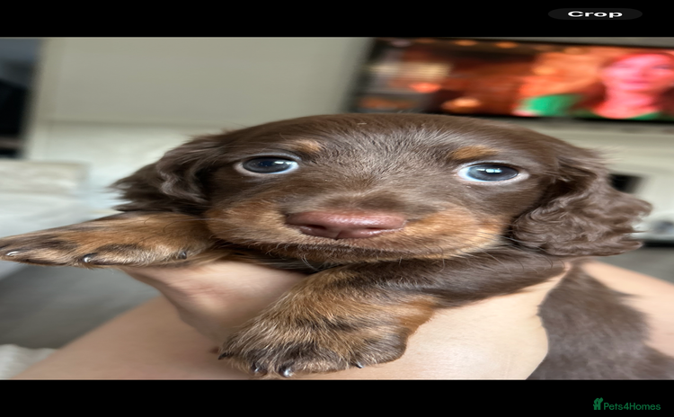 Dachshund dogs - Advert 10