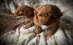 Cockapoo dogs for sale: Fabulous F1b Fox Red Cockapoo Health Cleared - Image 34