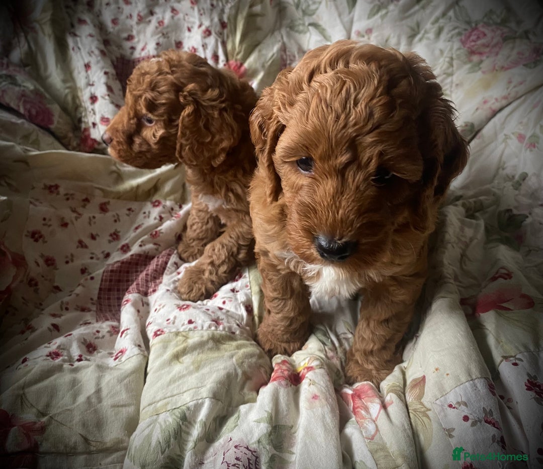 Cockapoo dogs for sale: Fabulous F1b Fox Red Cockapoo Health Cleared - Image 34
