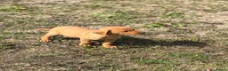 Labrador Retriever dogs for sale: 7 gorgeous kc Labrador puppies - Advert 14