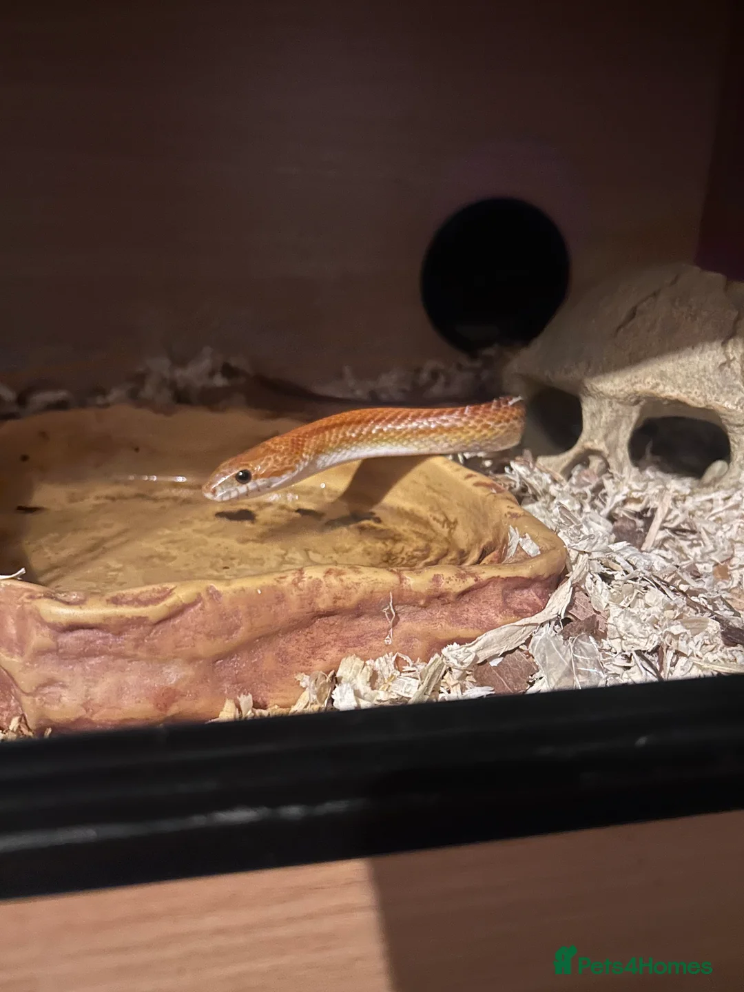 Corn Snake reptiles for sale: Snake and set up in Chesterfield - Advert 1