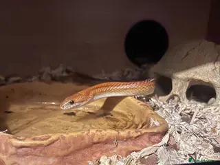 Corn Snake reptiles Snake and set up - Advert 3