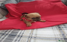 Chorkie dogs for sale: Chihuahua  Cross Yorkshire  - Image 11