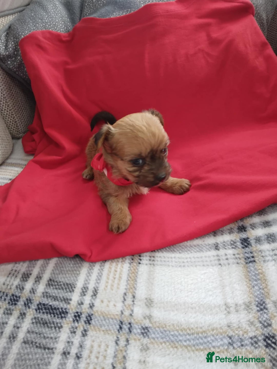 Chorkie dogs for sale: Chihuahua  Cross Yorkshire  - Image 11