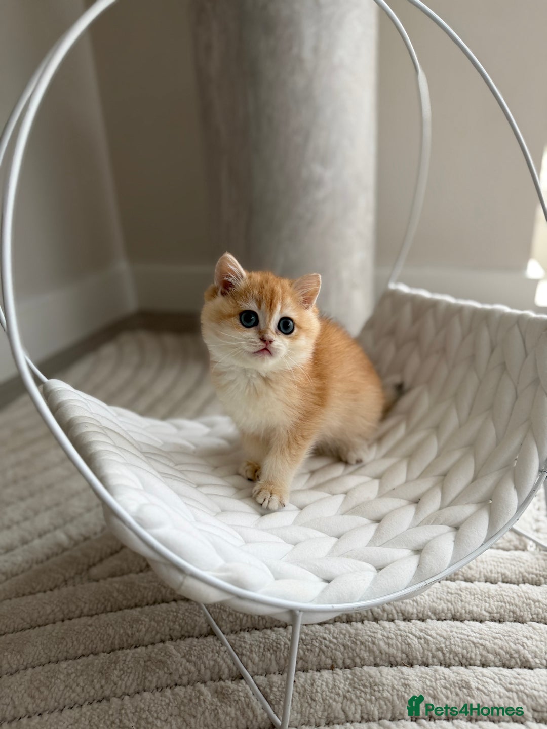 British Shorthair cats for sale: Golden British shorthair kittens  - Advert 4