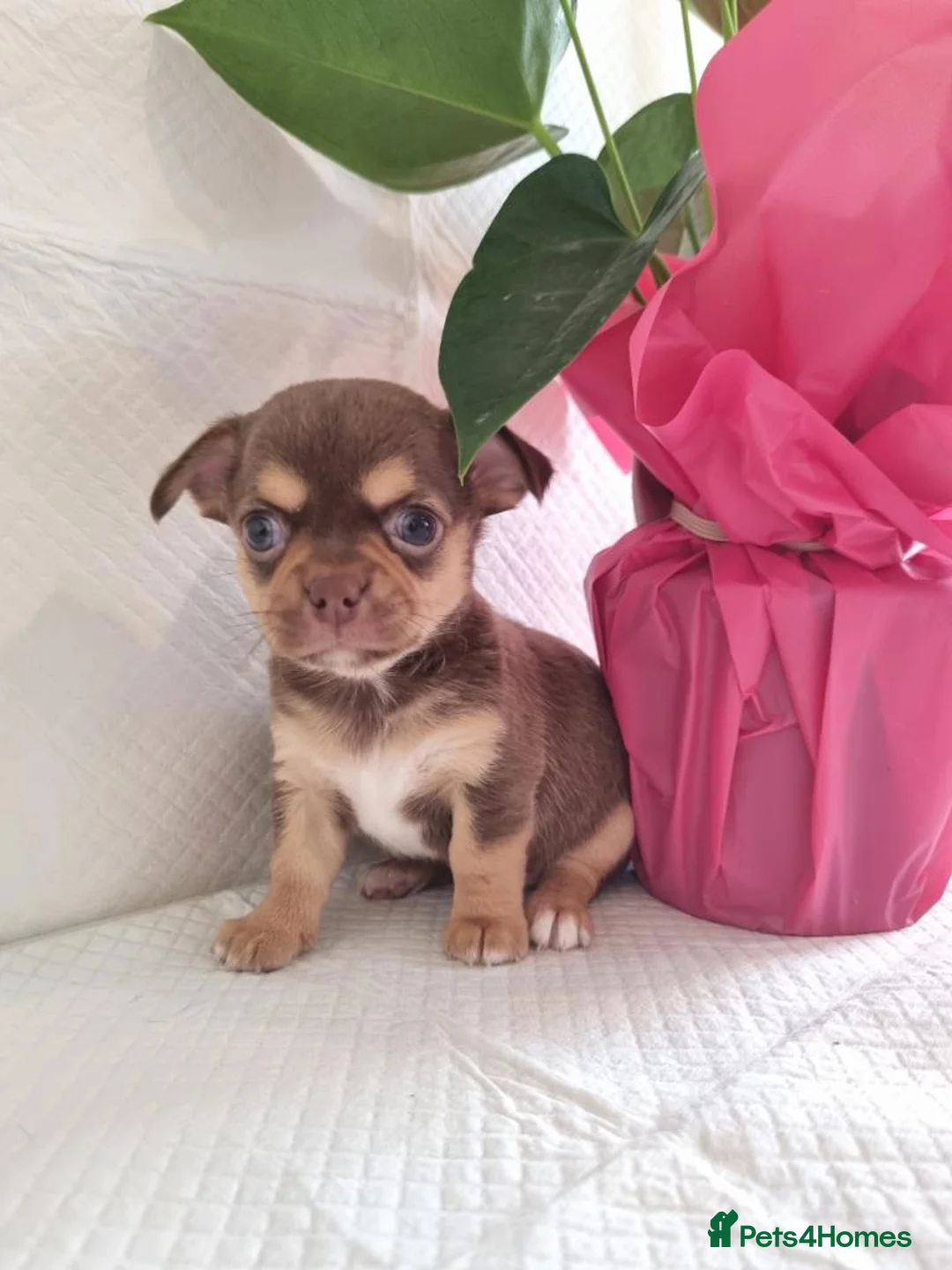 Chihuahua dogs for sale: Exceptional Home-Raised Chihuahua Puppies in Luton - Advert 2