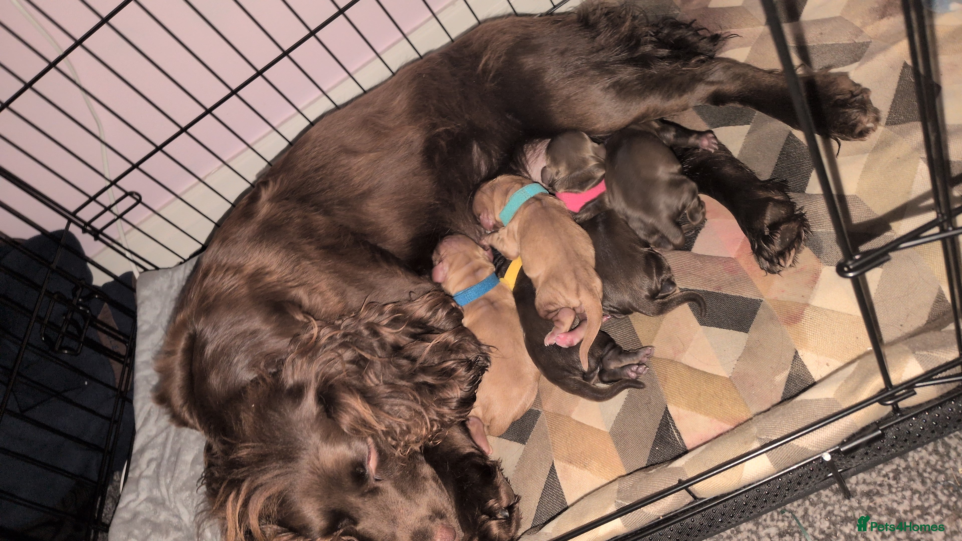 Cocker Spaniel dogs 1 RED MALE KC DNA CLEAR PUP TO RESERVE - Advert 8