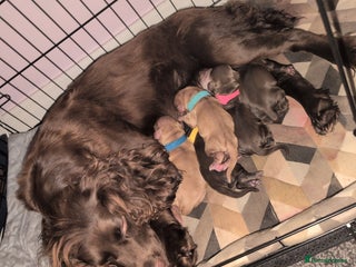 Cocker Spaniel dogs 1 RED MALE KC DNA CLEAR PUP TO RESERVE - Advert 8