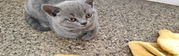 British Shorthair cats for sale: Two beautiful kittens  - Advert 5