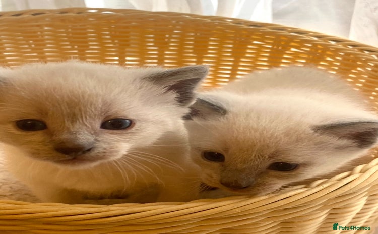 Siamese cats - Advert 1
