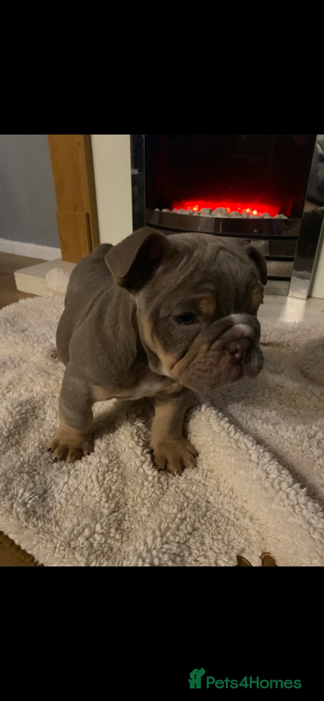 English Bulldog dogs for sale: Beautiful English Tri Lilac & Tan bulldog puppies - Advert 8