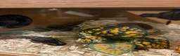 Python Snake reptiles for sale: Royal python  - Advert 2