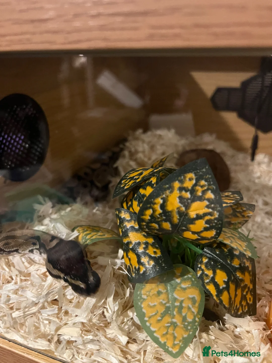 Python Snake reptiles for sale: Royal python  - Advert 2