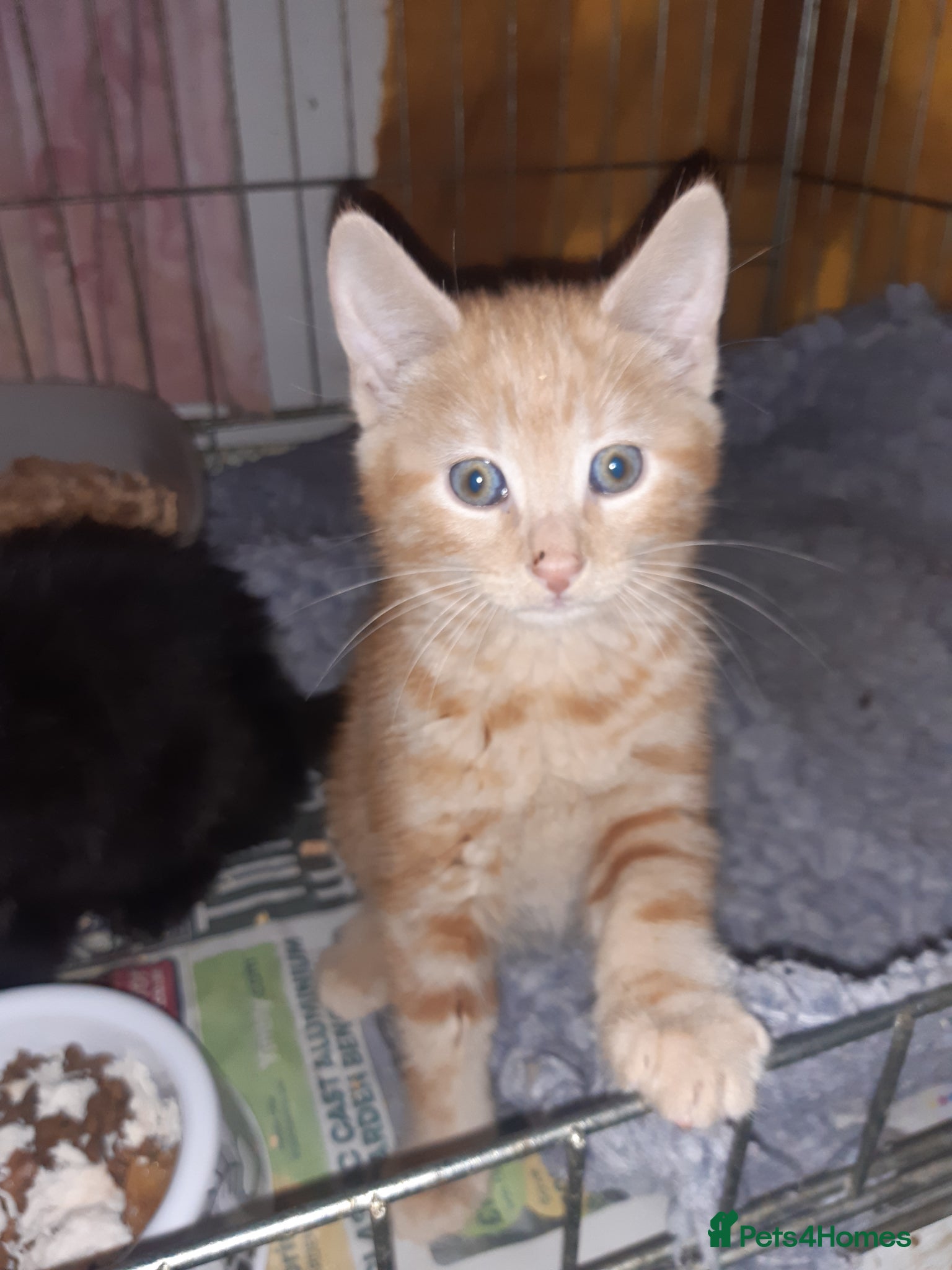 Mixed Breed cats Lovely rescue kittens for adoption - Advert 12