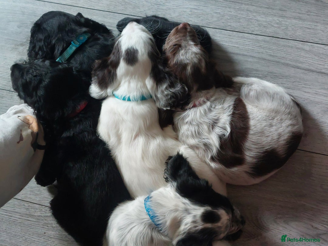 Cocker Spaniel dogs for sale: Working type cocker spaniels - Image 2