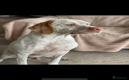 Pointer dogs for sale: 🇫🇷 French Pointer - Braque Du Bourbonnais in Barnstaple - Image 5